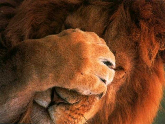 lion facepalm
